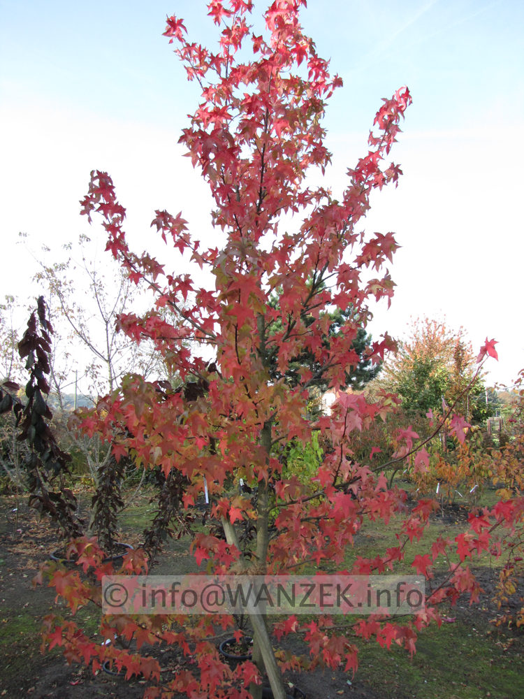 Liquidambar styraciflua Lane Roberts 4m Herbstfaerbung.JPG